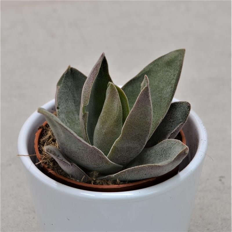 Crassula Garnet Lotus - 8.5cm