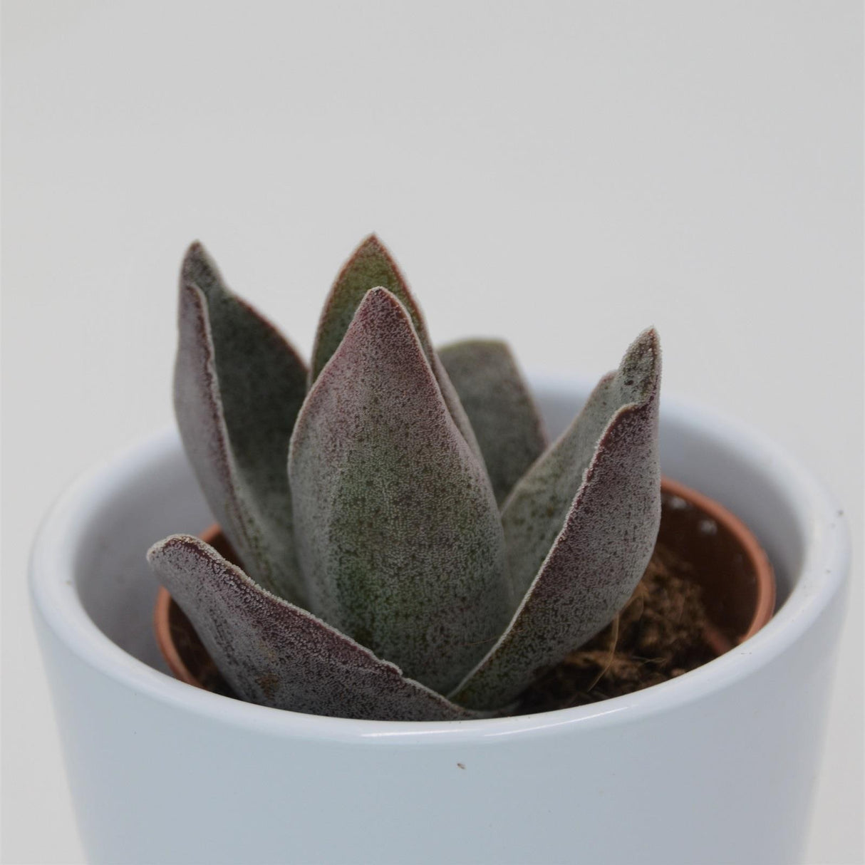 Crassula Garnet Lotus - 5.5cm