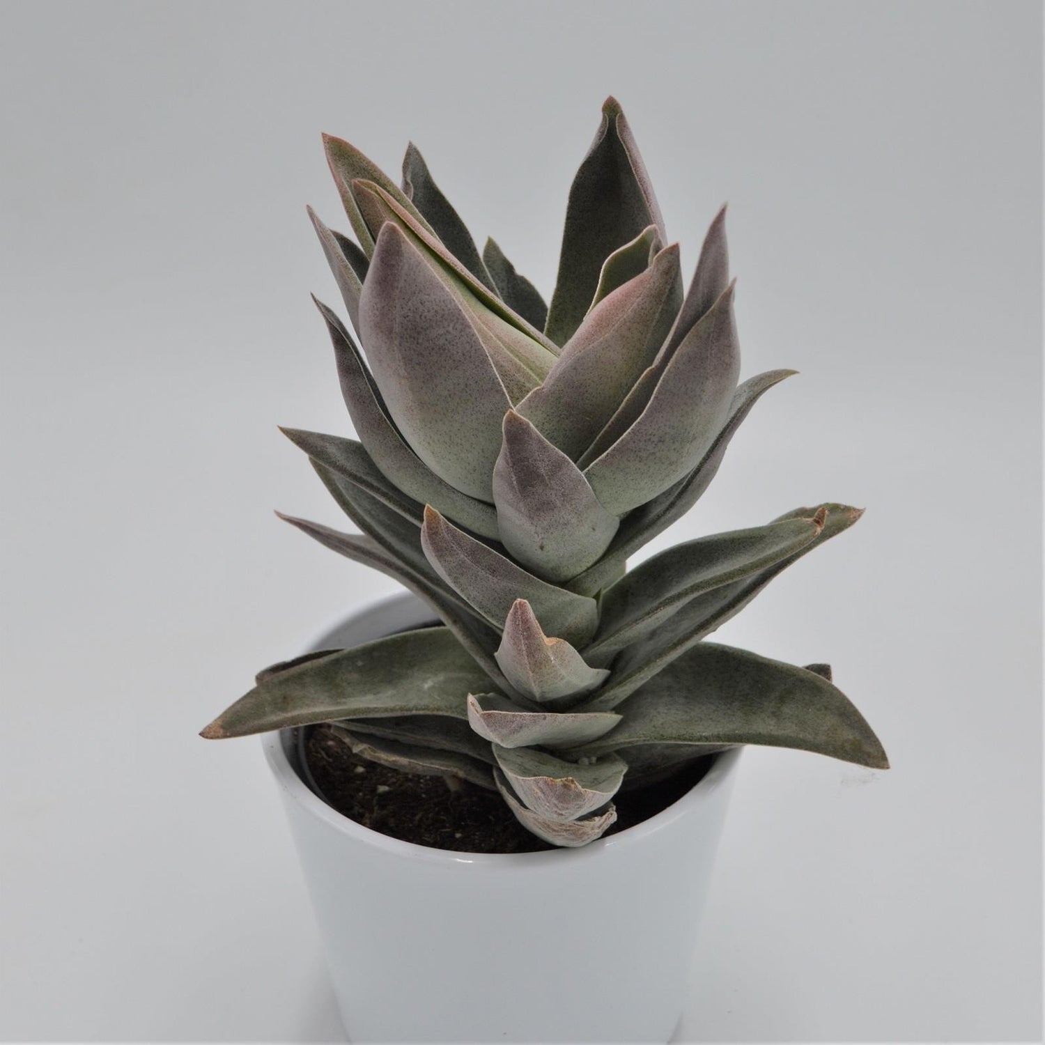 Crassula Garnet Lotus - 12cm