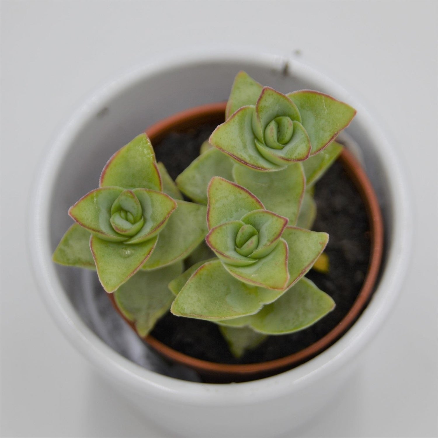 Crassula perforata Giant - 5.5cm