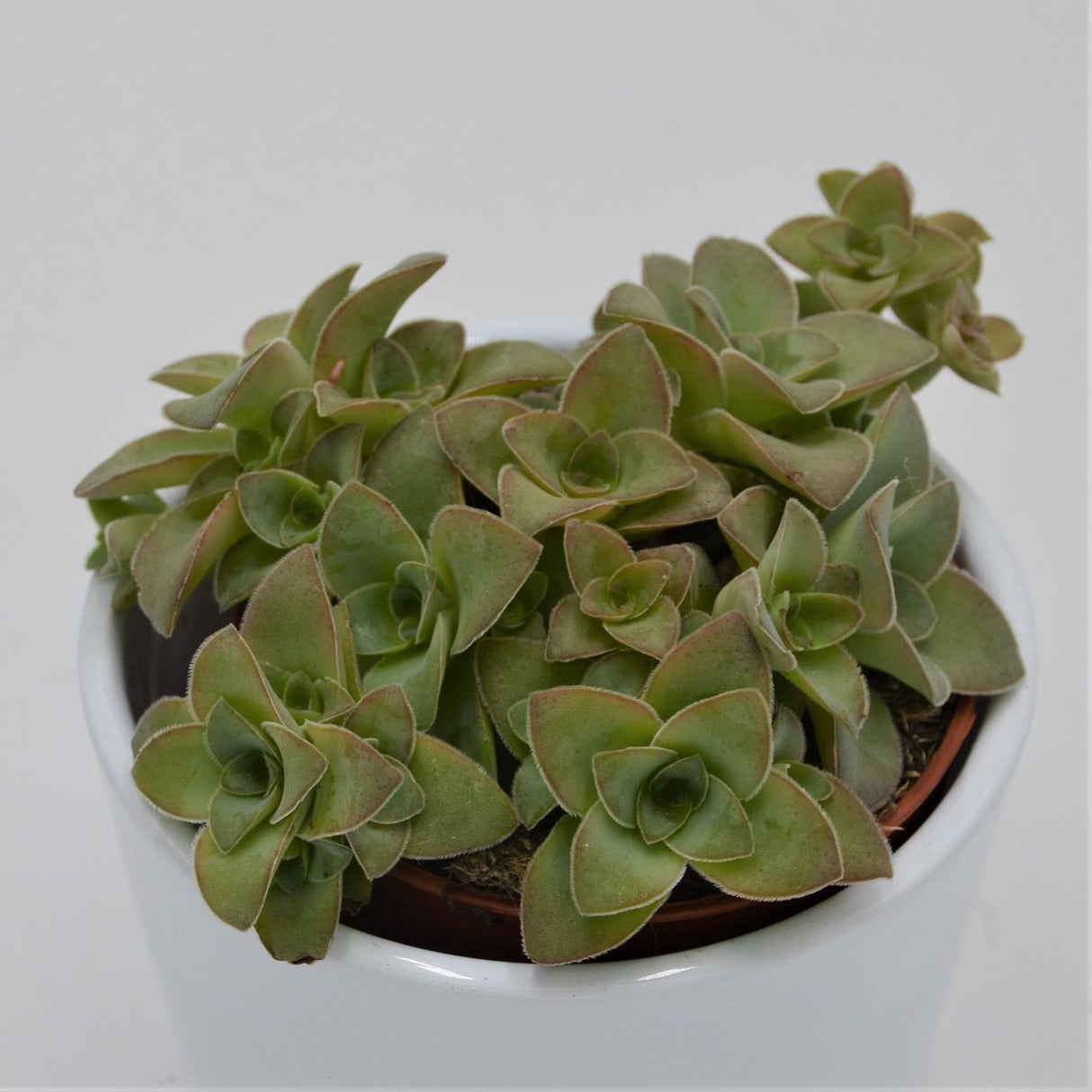 Crassula Green Trumpet - 8.5cm