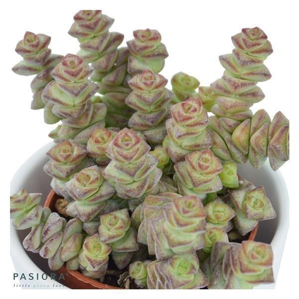 Crassula rupestris subsp. marnieriana - 6cm