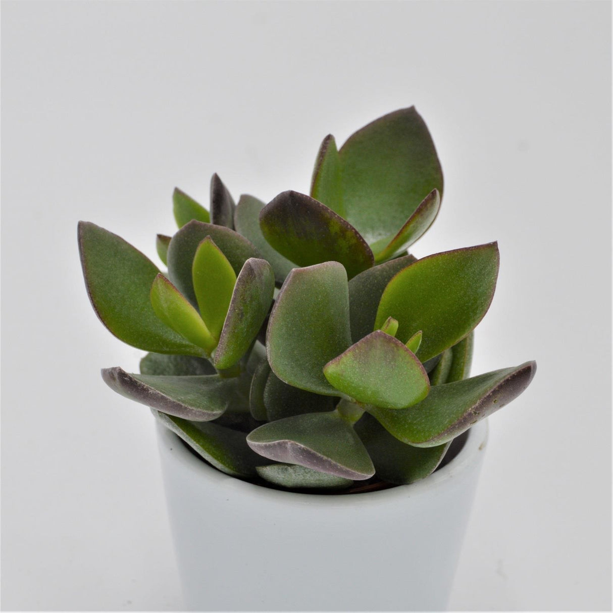 Crassula Hulk - 5.5cm