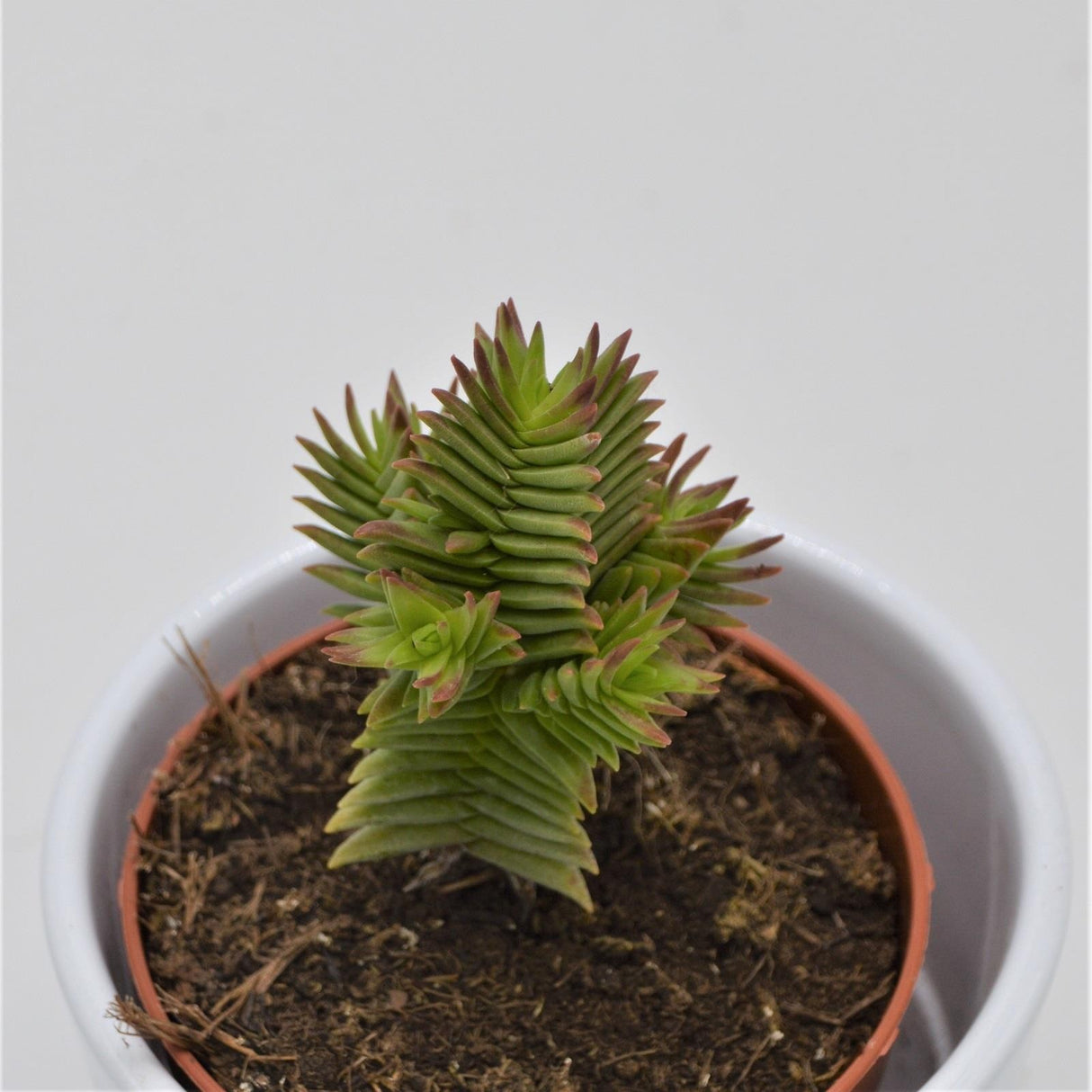 Crassula Hybrid - 8,5cm