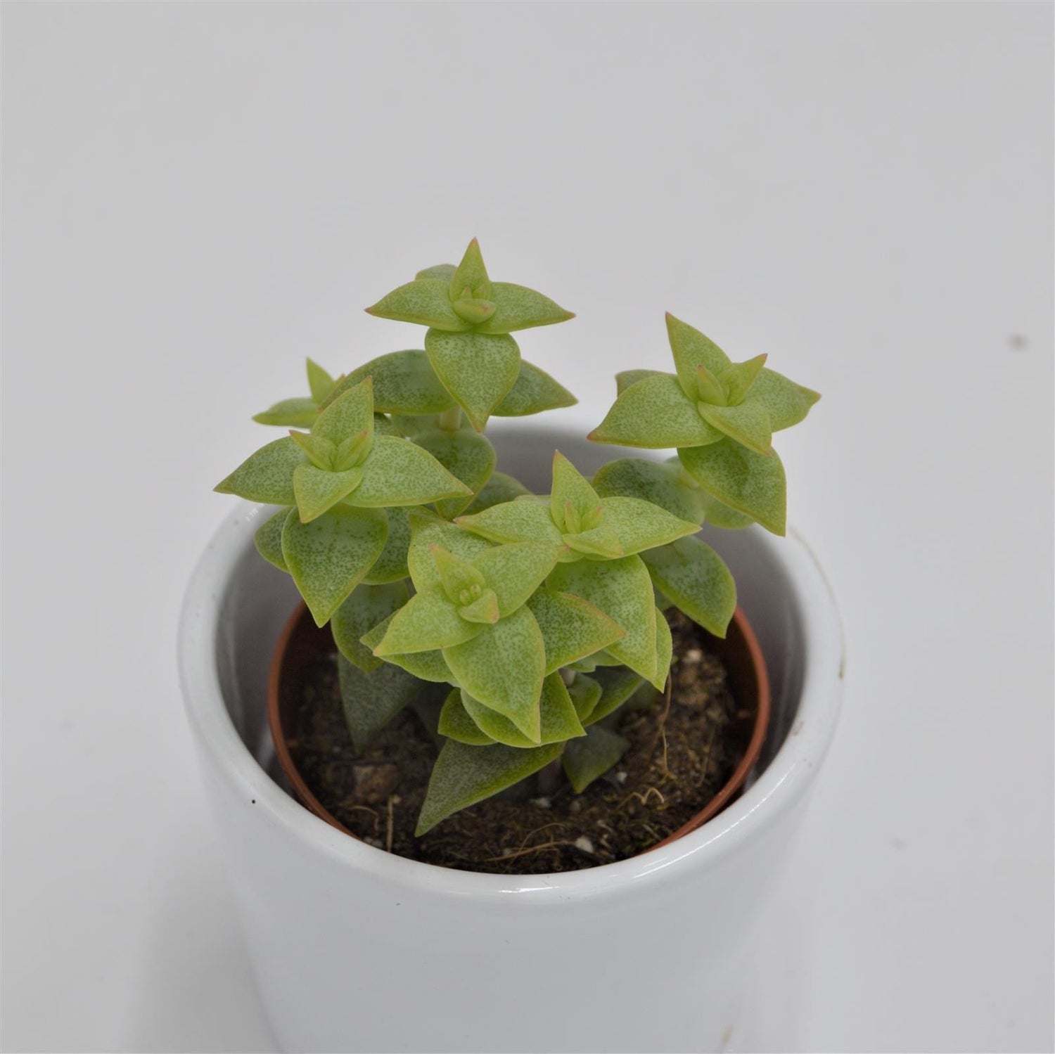 Crassula perforata - 5.5cm