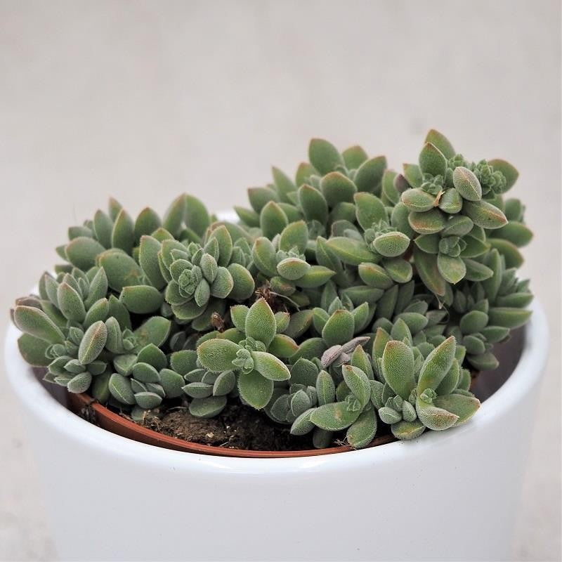 Crassula lanuginosa - 8.5cm