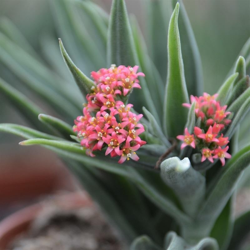 Crassula Lola Lopez - 8.5cm