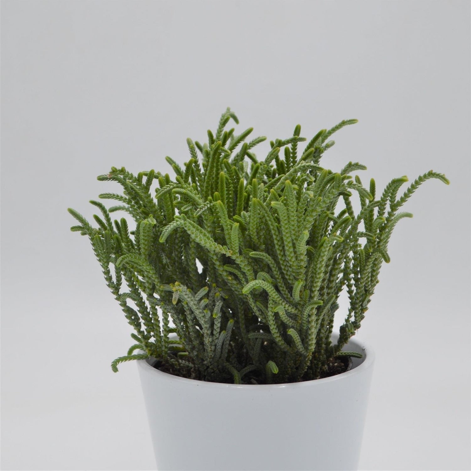 Crassula lycopodioides - 12cm