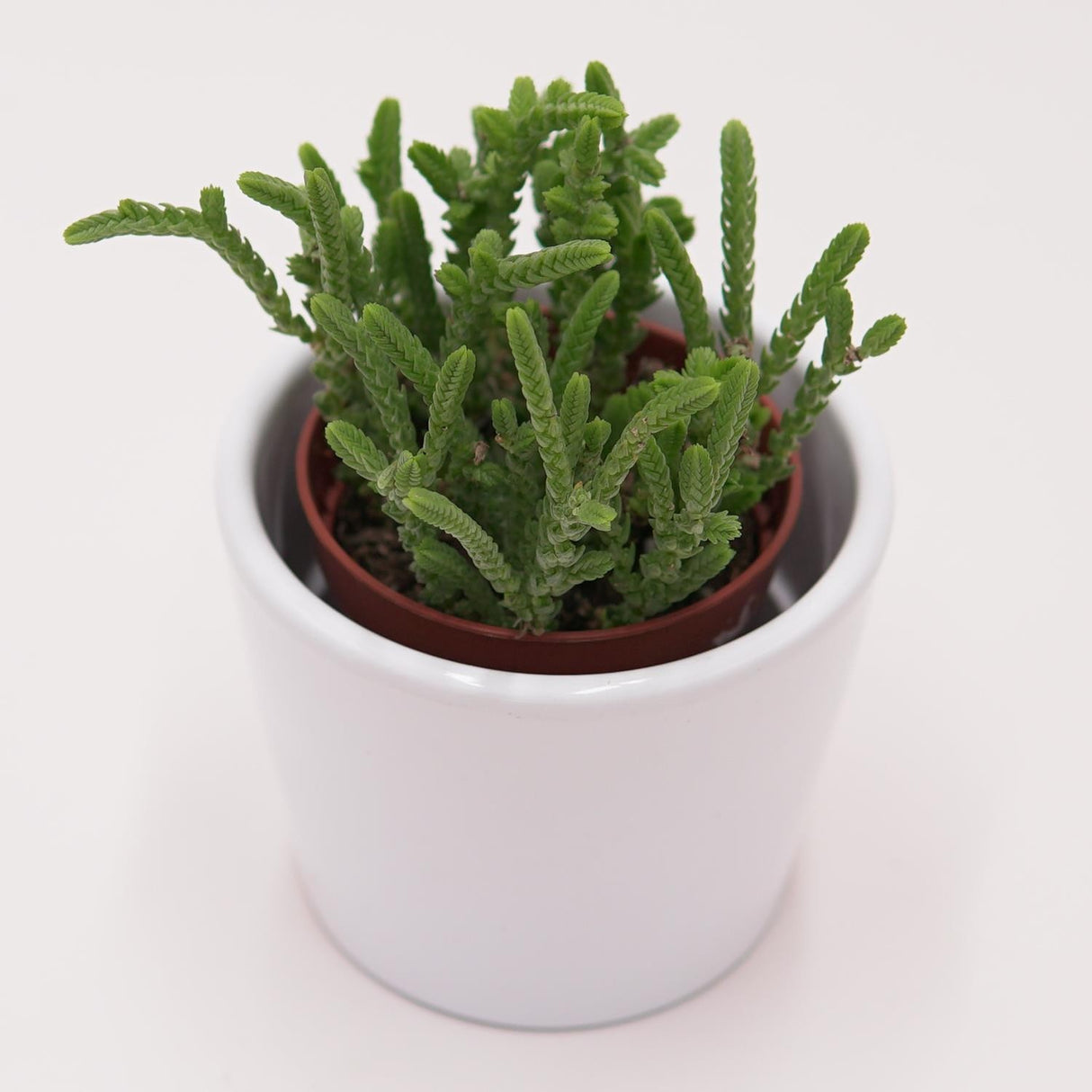 Crassula lycopodioides - 5.5cm
