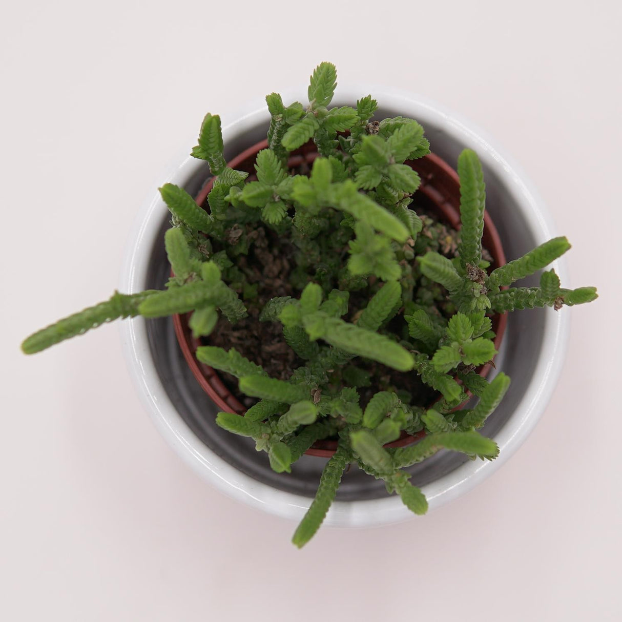 Crassula lycopodioides - 5.5cm