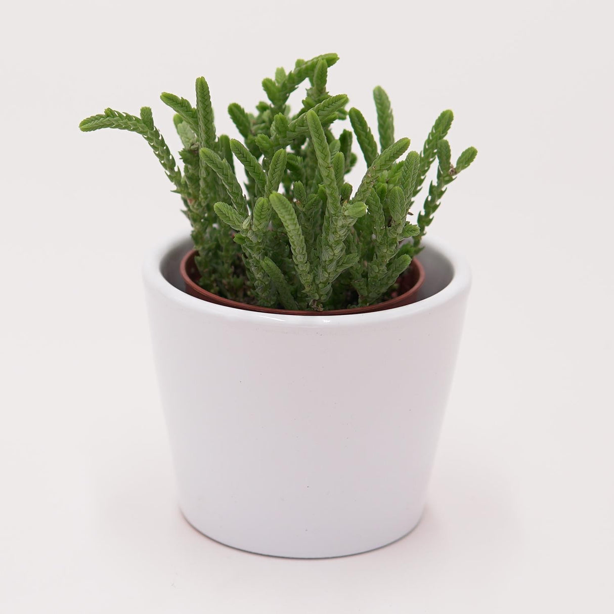 Crassula lycopodioides - 5.5cm