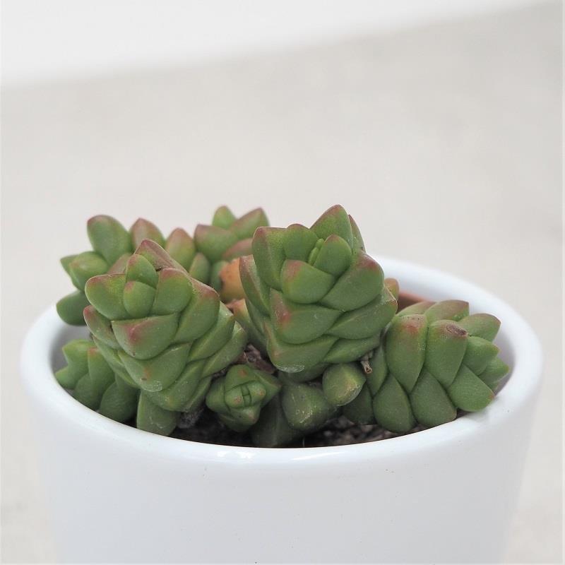 Crassula marchandii - 5.5cm