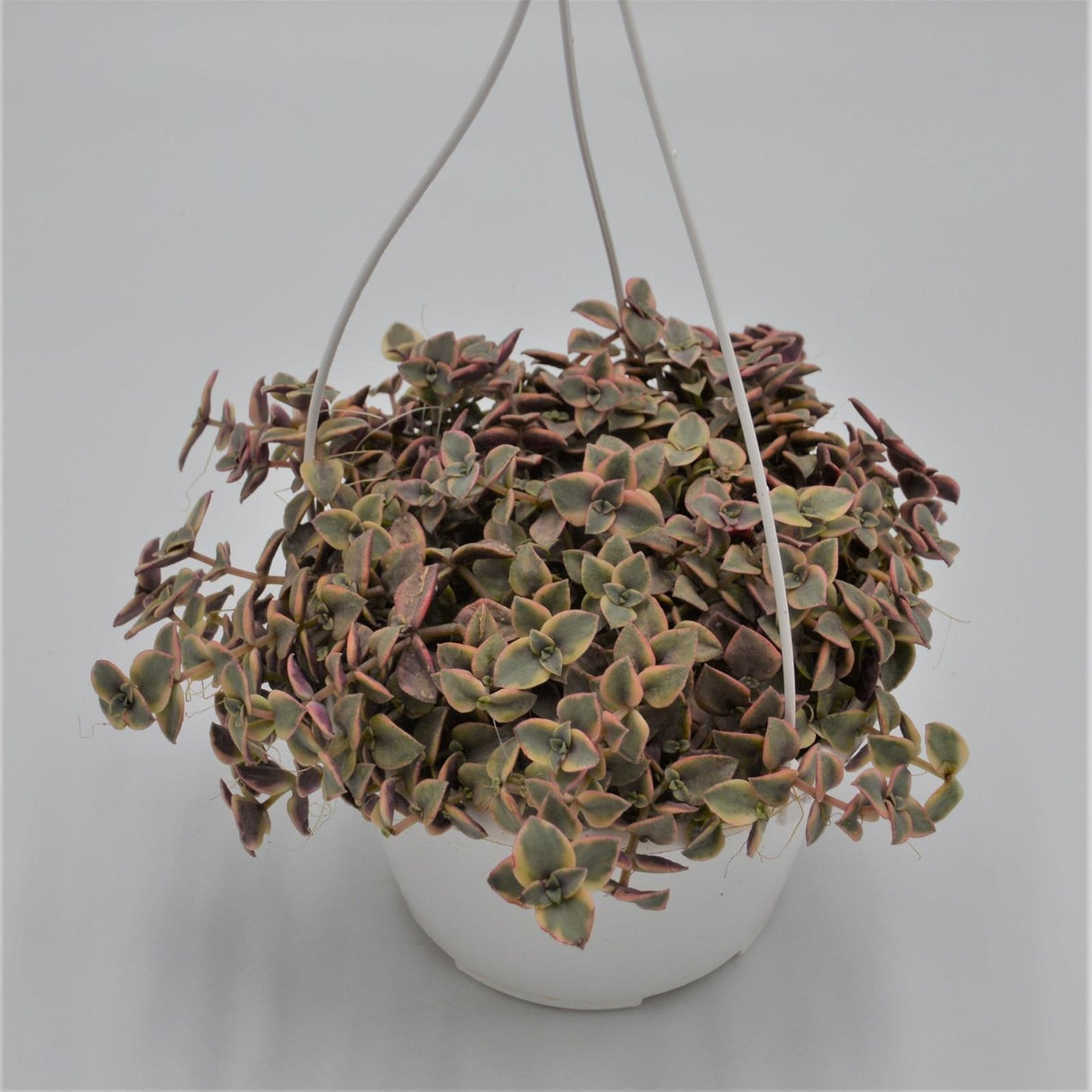 Crassula pellucida ssp. marginalis - 15cm Hanging Basket
