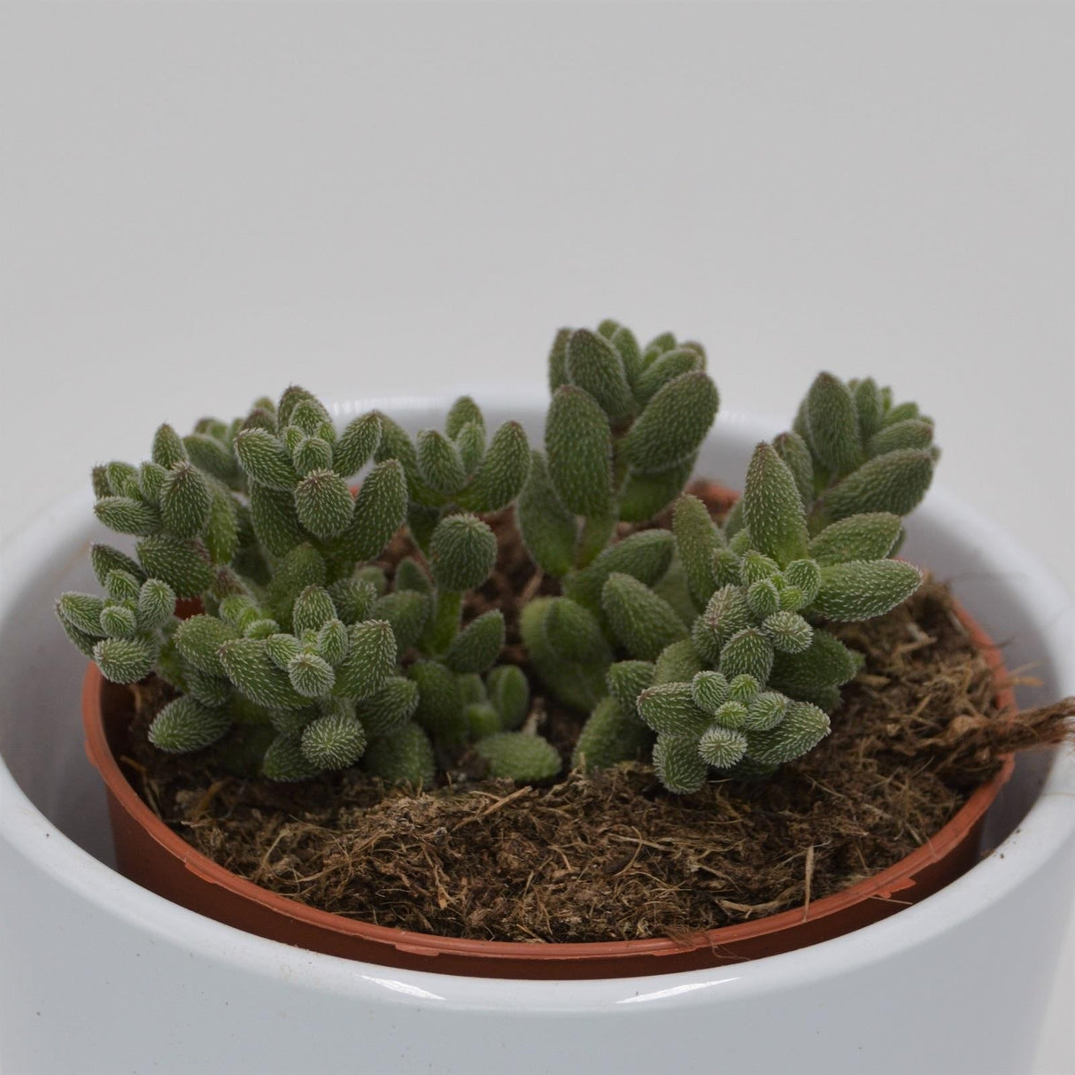 Crassula mesembryanthemoides subsp. hispida - 8.5cm