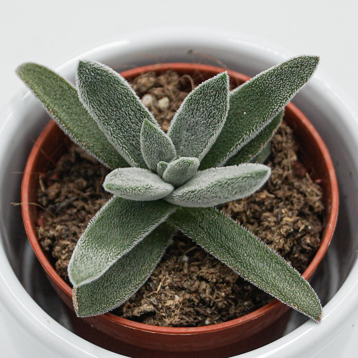 Crassula mesembryanthemoides Tenelli - 6cm