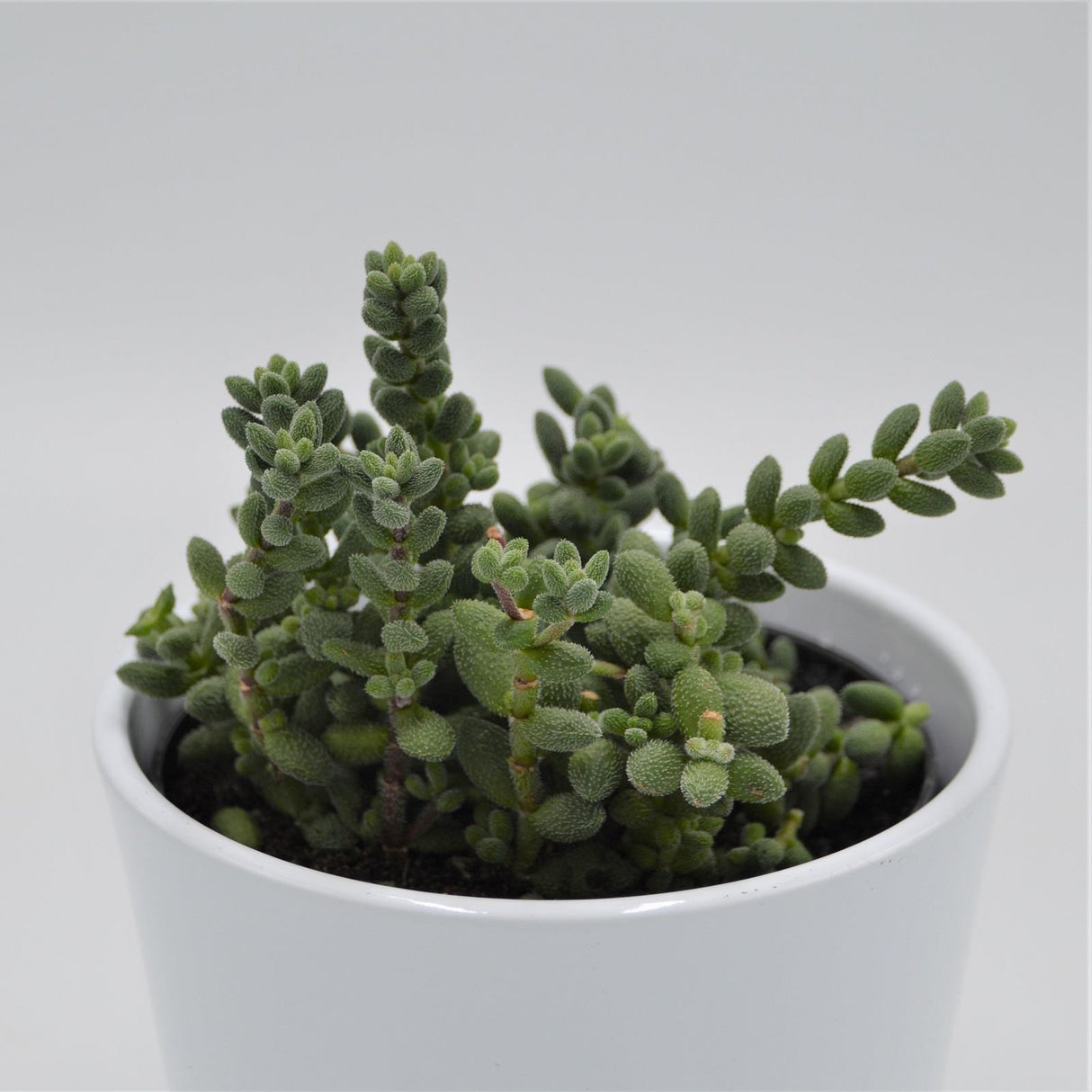 Crassula mesembryanthemoides subsp. hispida - 12cm