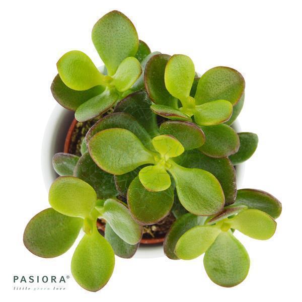 Crassula minor - 6cm