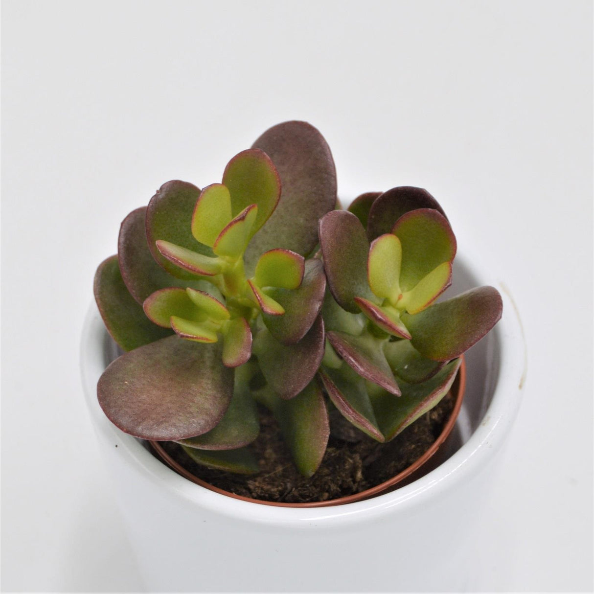 Crassula minor - 5.5cm