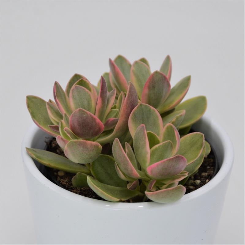 Crassula Money Maker Variegata - 8.5cm
