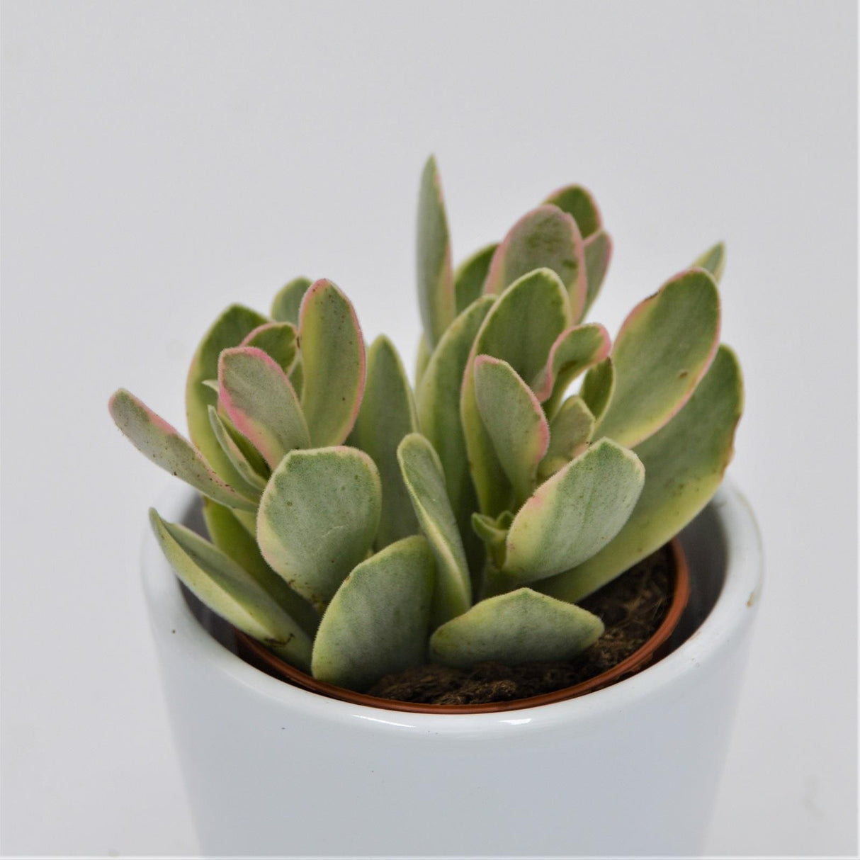 Crassula Money Maker Variegata - 5.5cm