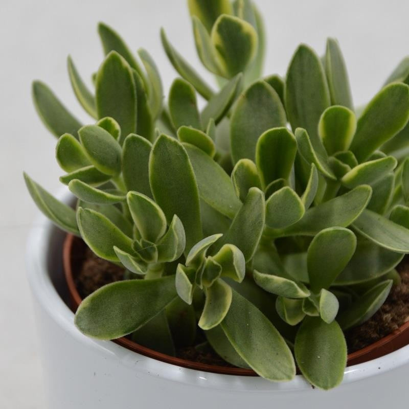Crassula Money Maker Variegata - 8.5cm
