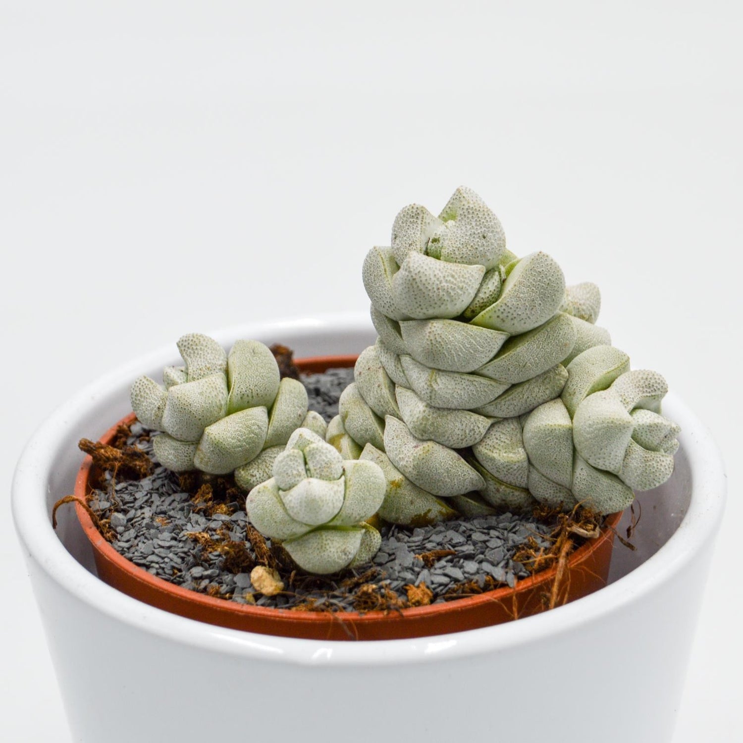 Crassula Moonstone - 8.5cm
