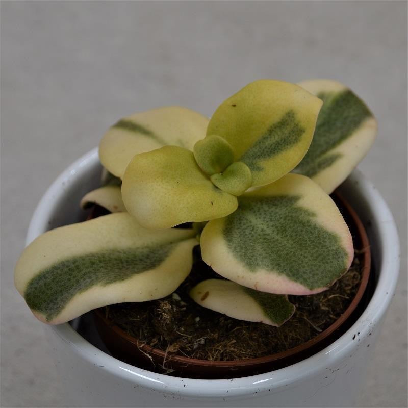Crassula multicava Panache - 8.5cm