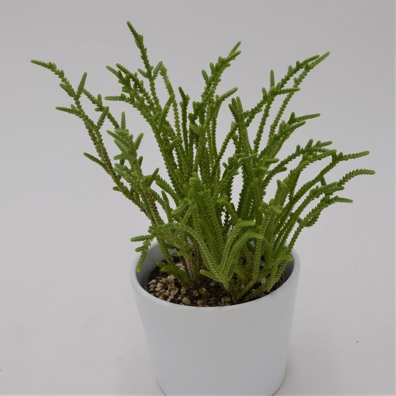 Crassula lycopodioides - 10,5cm