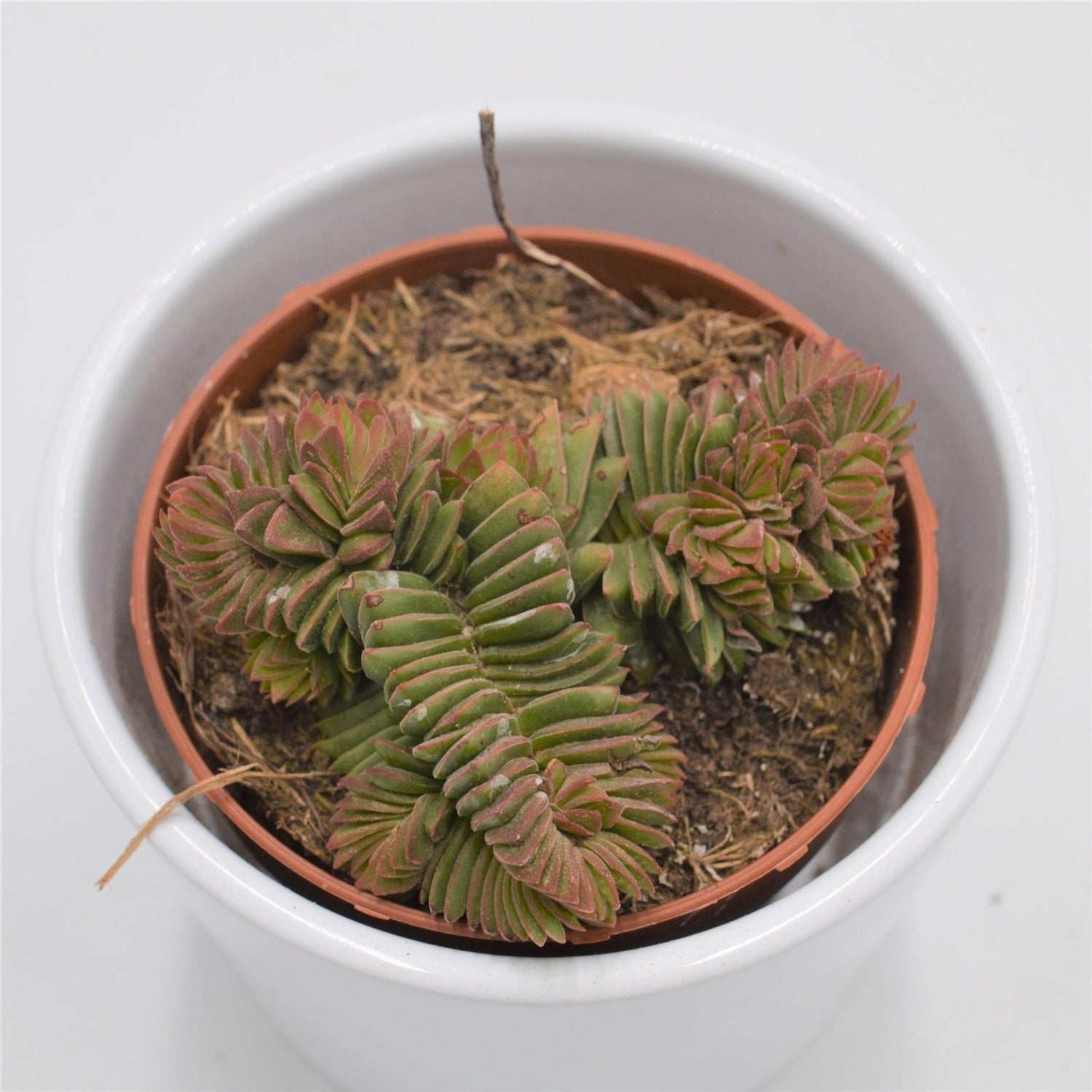 Crassula New Temple - 8.5cm