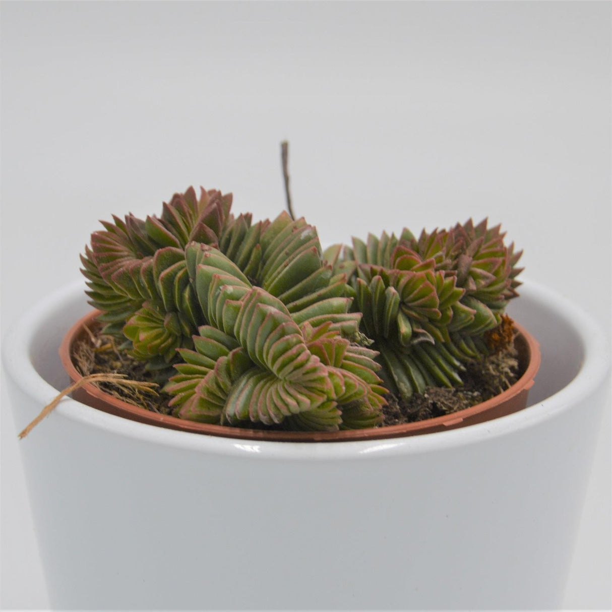 Crassula New Temple - 8,5cm