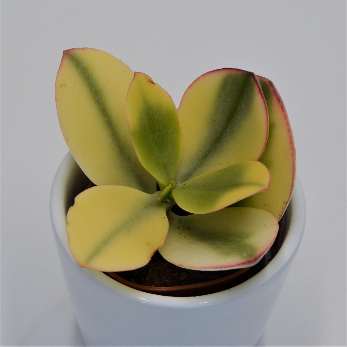Crassula ovata Tricolor - 5.5cm