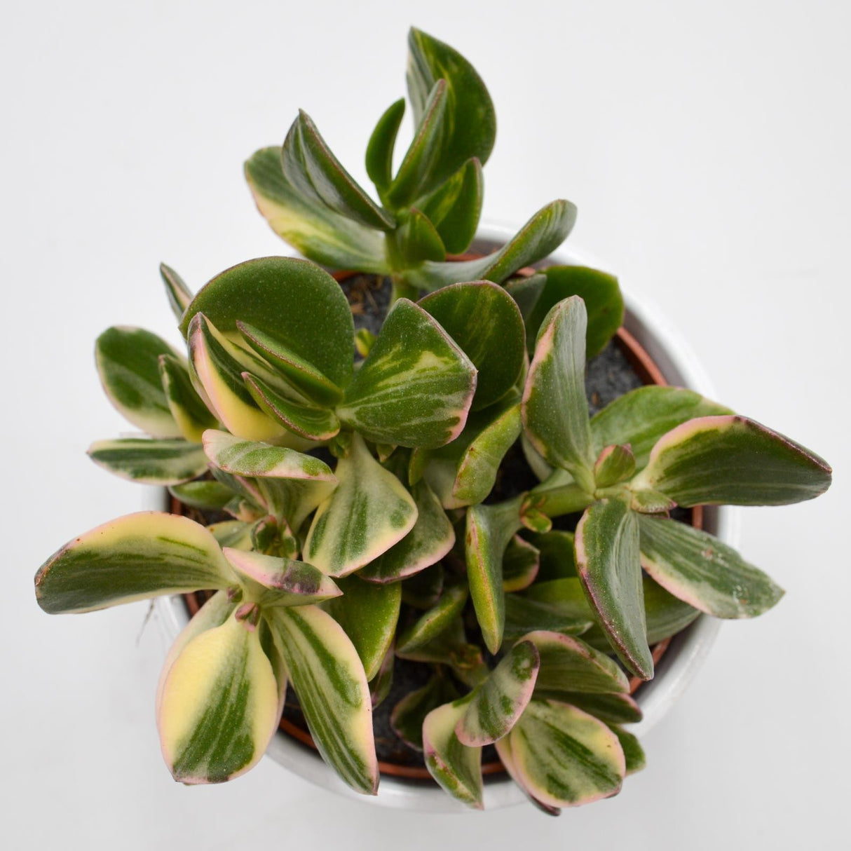 Crassula ovata f. variegata - 12cm
