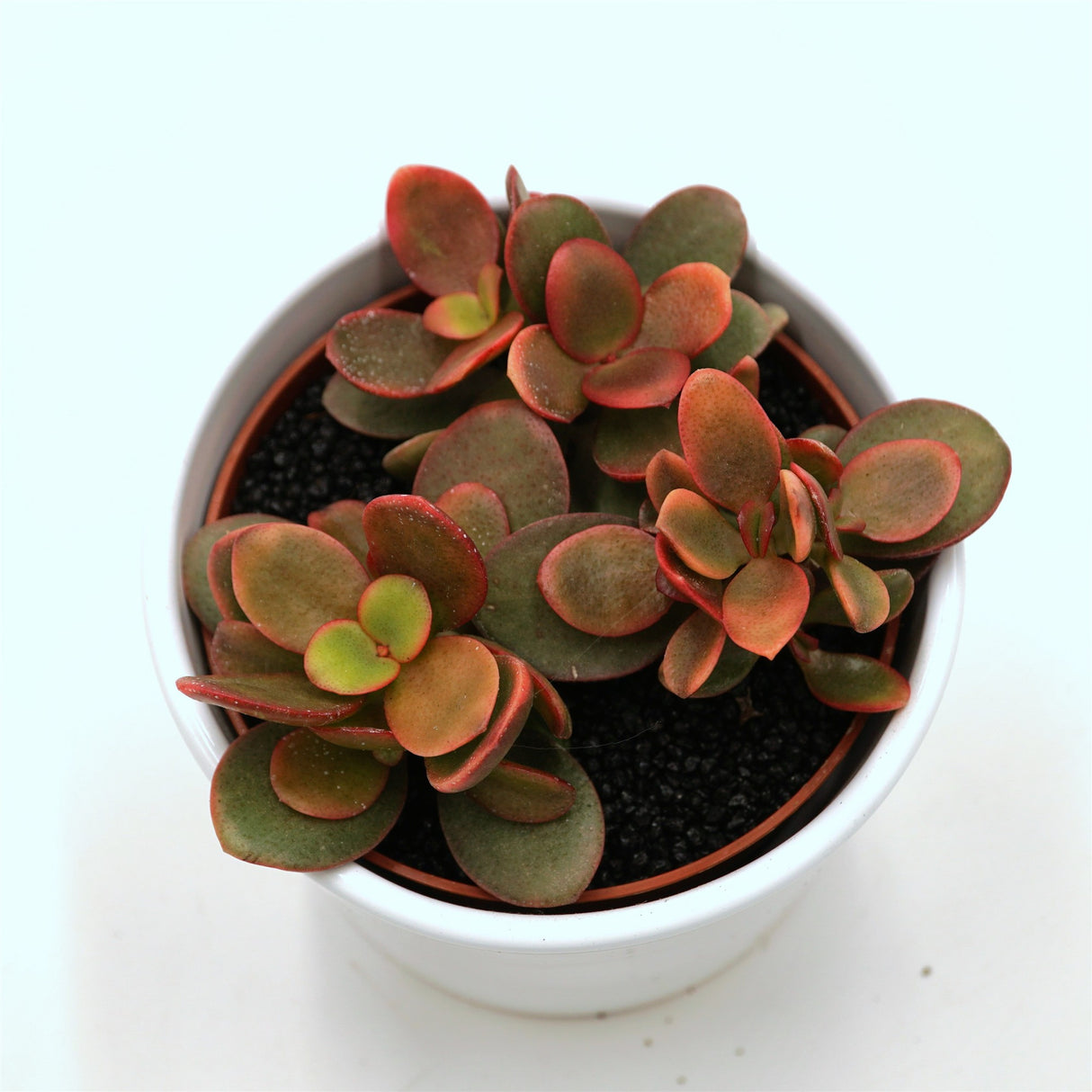 Crassula ovata Indian Summer - 10,5cm