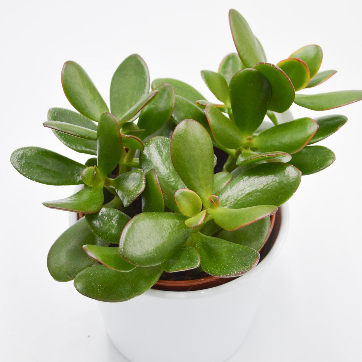 Crassula ovata Sunset - 12cm