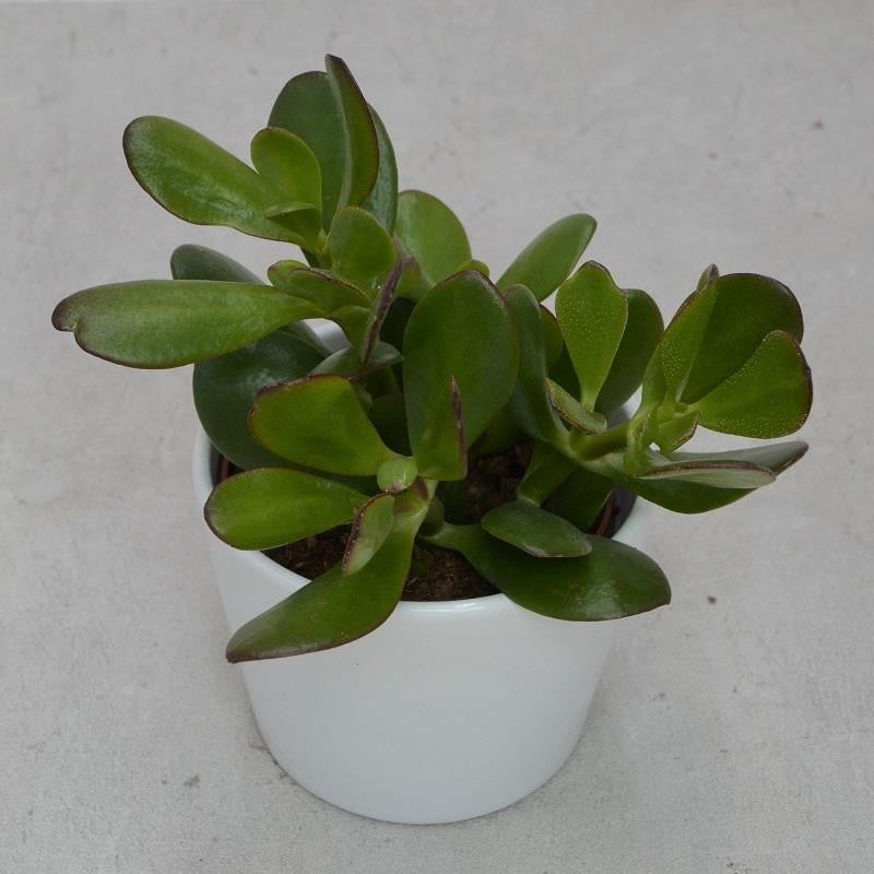 Crassula ovata - 10,5cm