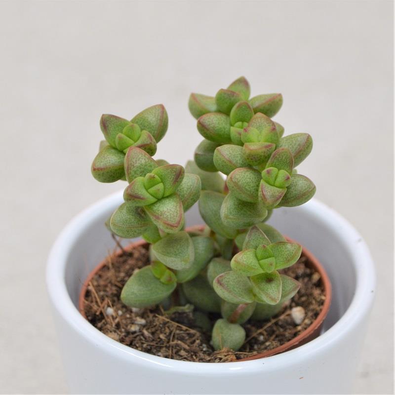 Crassula brevifolia - 5.5cm