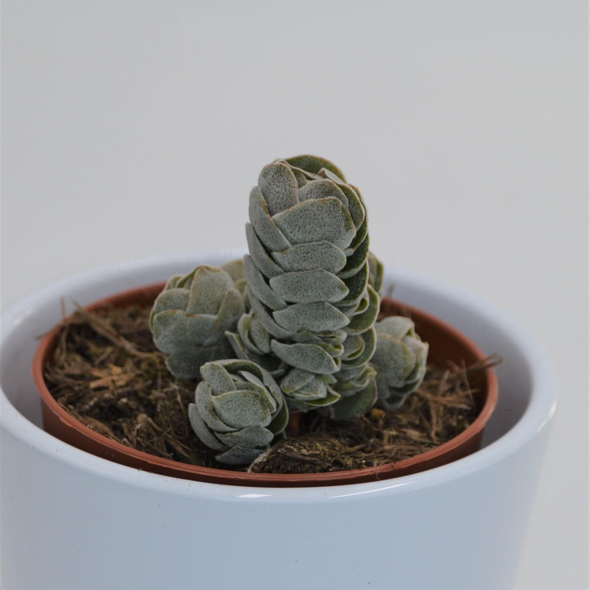 Crassula Pangolin - 8.5cm