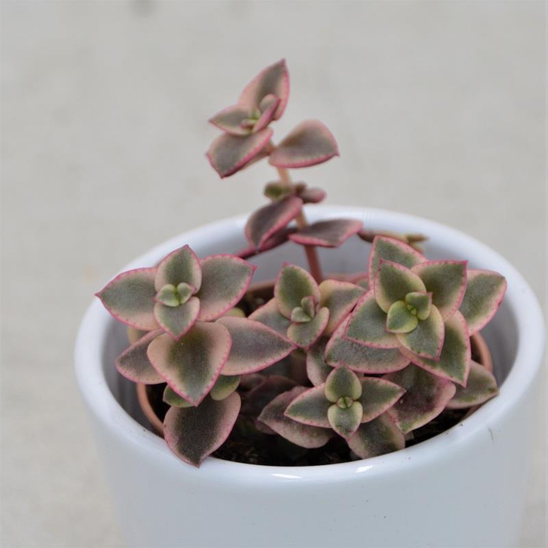 Crassula pellucida ssp. marginalis - 5.5cm