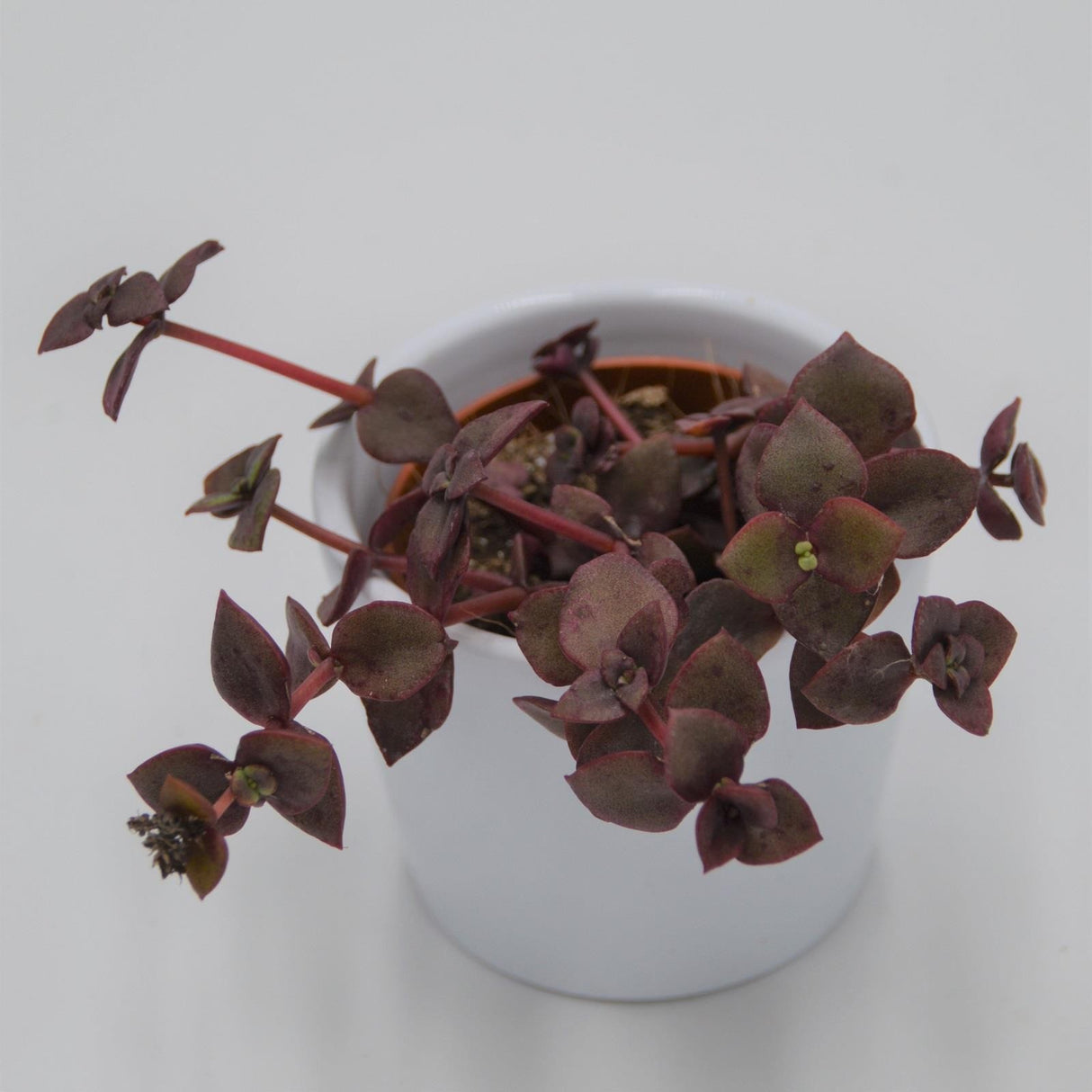 Crassula pellucida ssp. marginalis f. rubra - 5.5cm