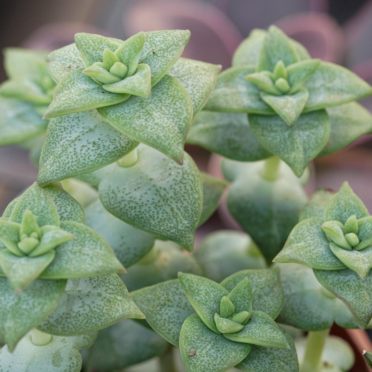 Crassula perforata - 8,5cm