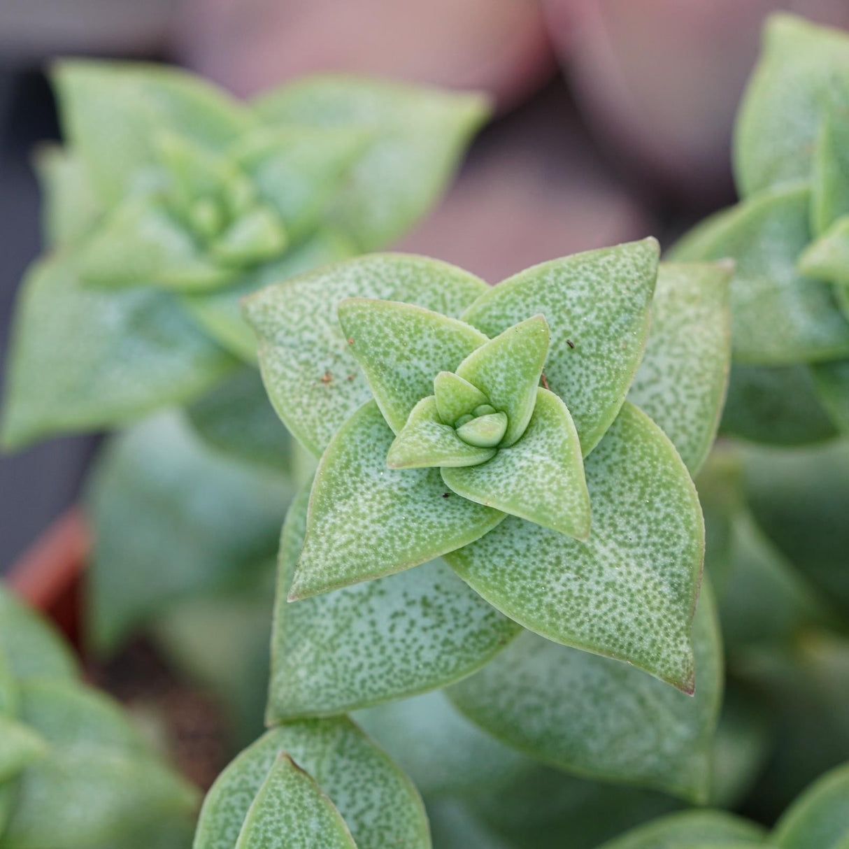 Crassula perforata - 8,5cm