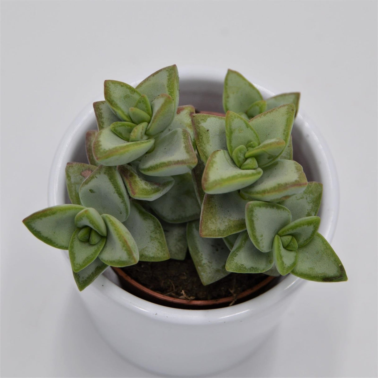 Crassula perforata Azul - 5.5cm