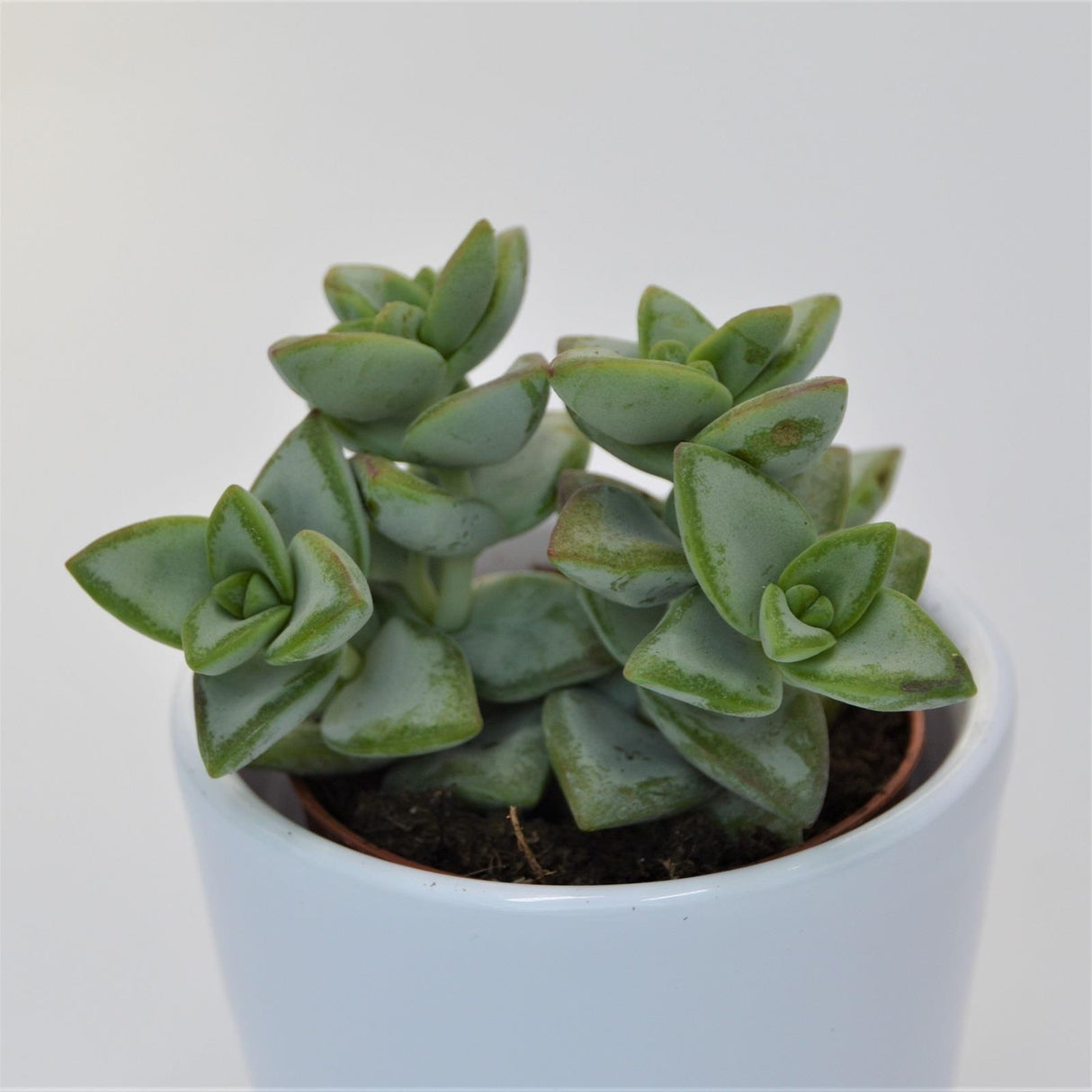 Crassula perforata Azul - 5.5cm