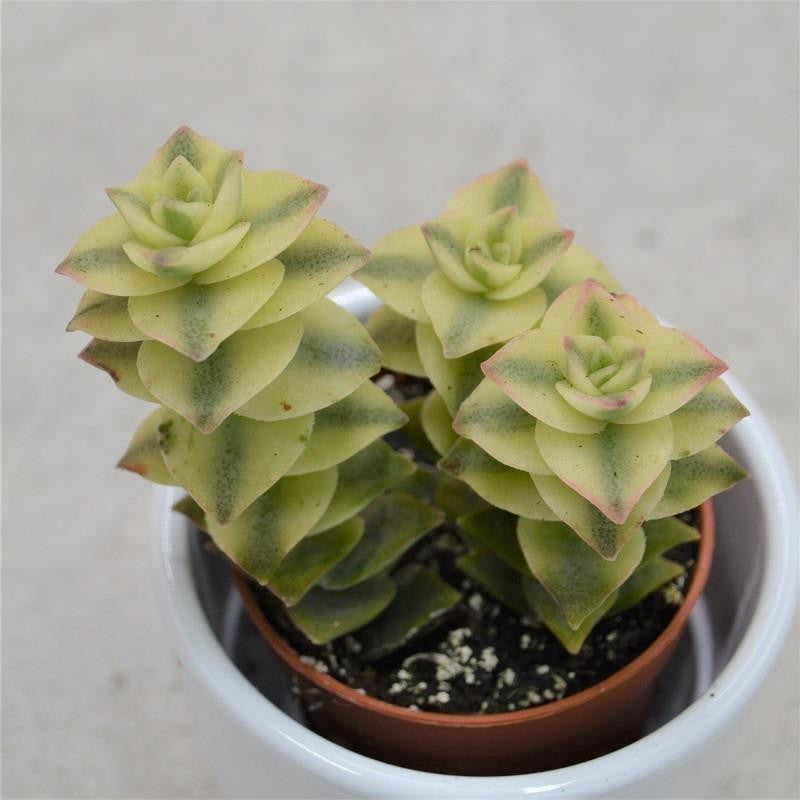 Crassula perforata variegata - 5.5cm