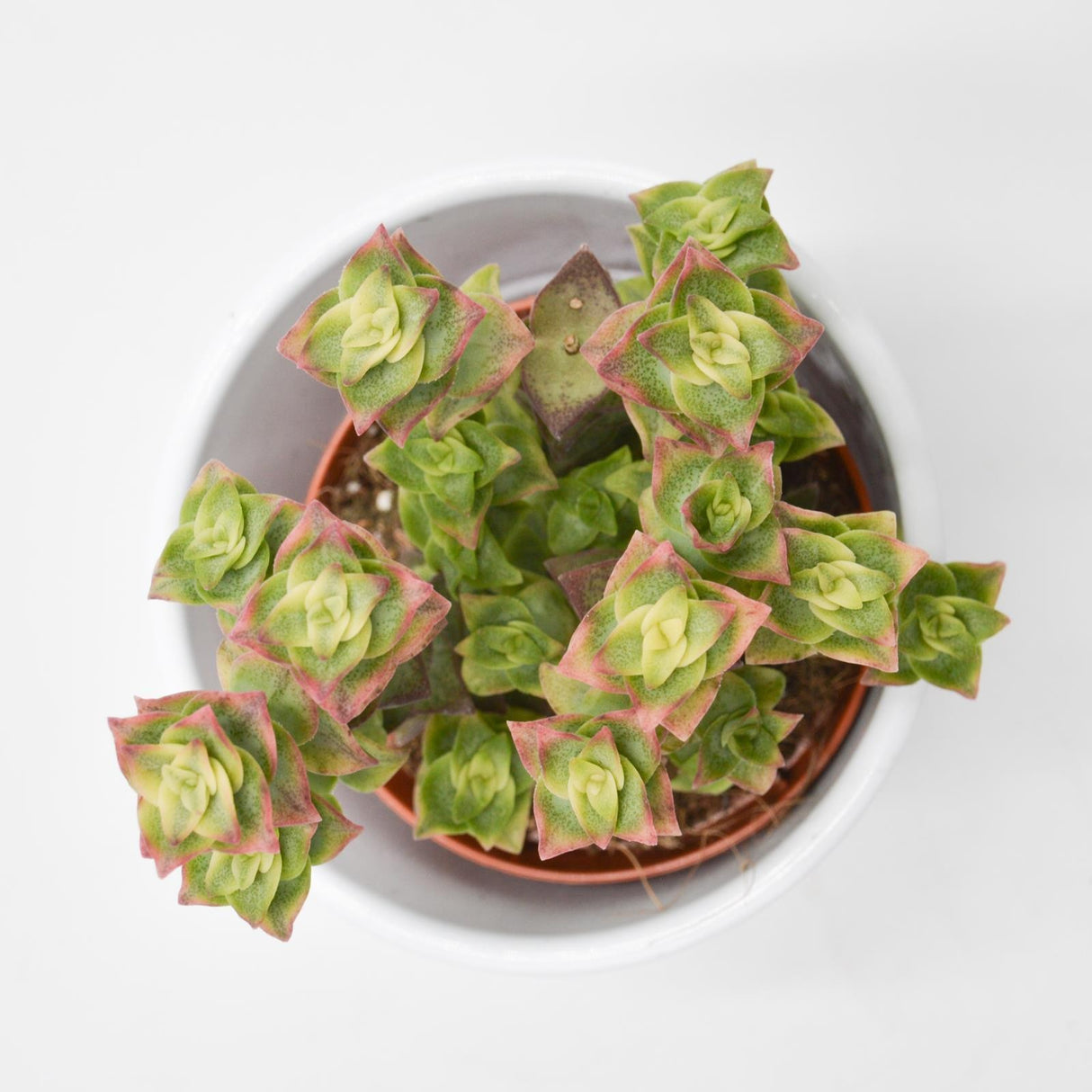 Crassula perforata variegata - 8.5cm
