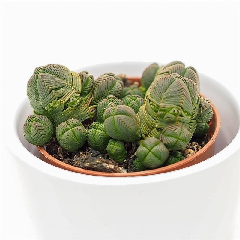 Crassula pyramidalis compactum - 5.5cm