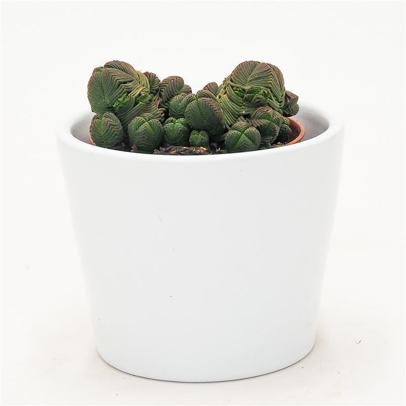 Crassula pyramidalis compactum - 5.5cm