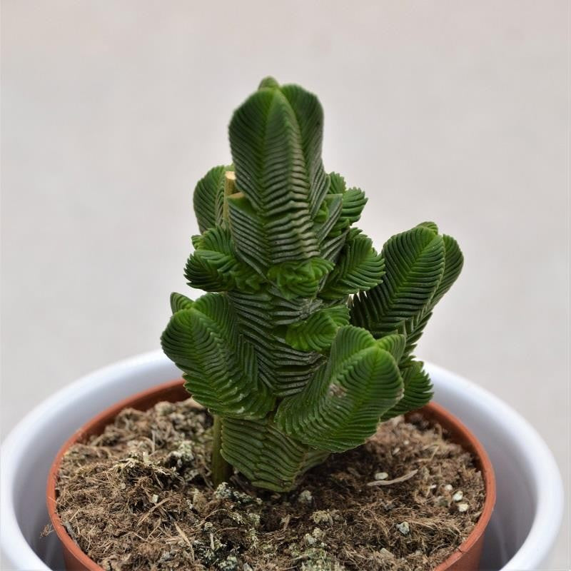Crassula pyramidalis - 8.5cm