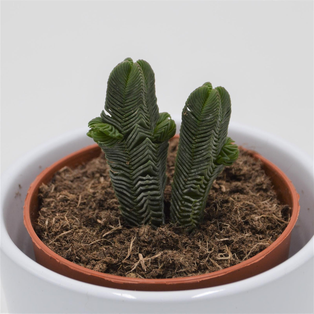 Crassula pyramidalis - 8.5cm