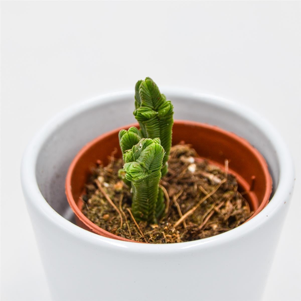 Crassula pyramidalis - 5,5cm